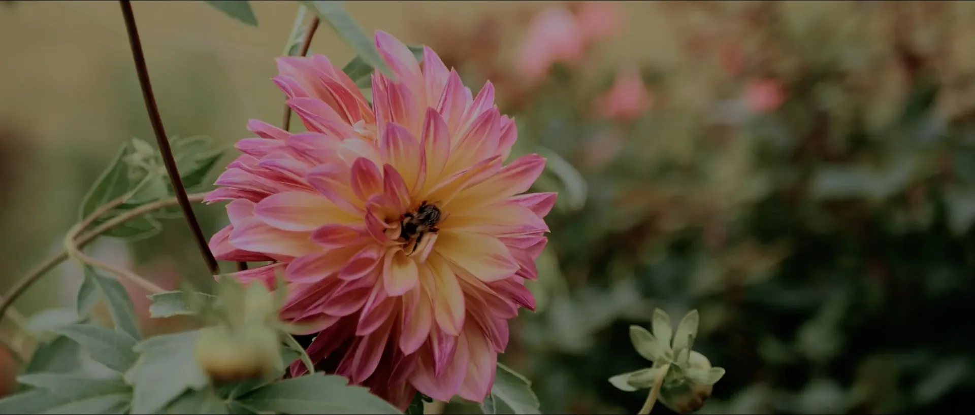 Juliana & Steven wedding film still